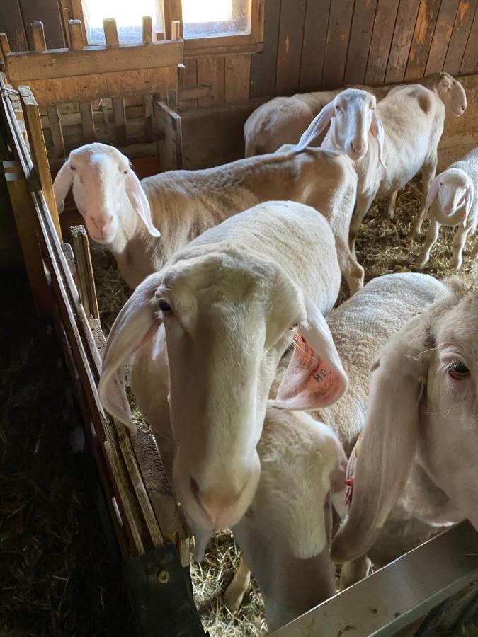 Ferienwohnung Alma Pflach Eksteriør billede